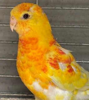 Red Rump Parakeet Rubino