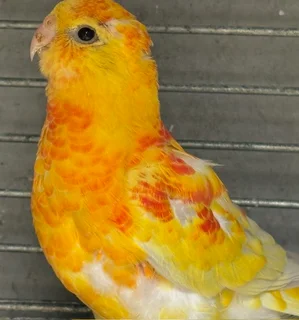 Red Rump Parakeet Rubino