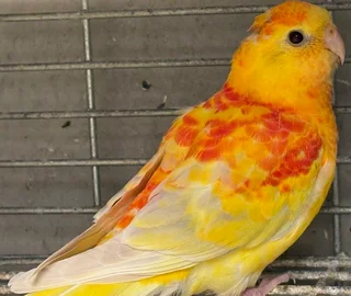 Red Rump Parakeet Rubino