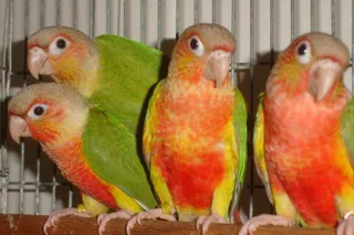 Pineapple Conures Handreared