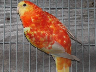 Red Rump Parakeets Orange Pallid Pair