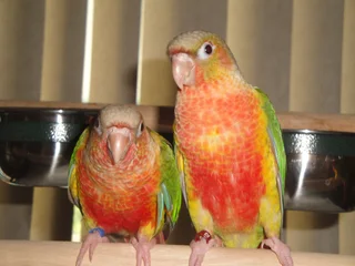 PINEAPPLE CONURES HANDREARED.