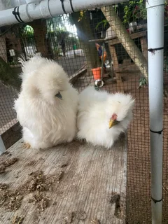 Silkie Chickens Breeding Pair