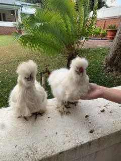 Bearded Silkie Chickens