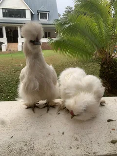 Bearded Silkie Chickens