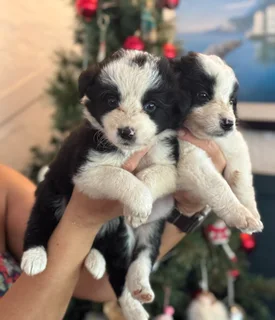 Christmas Ready Border Collie Puppies