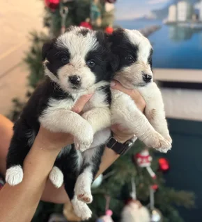 Christmas Ready Border Collie Puppies