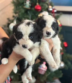 Christmas Ready Border Collie Puppies
