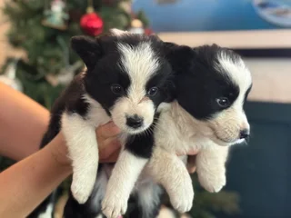 Christmas Ready Border Collie Puppies