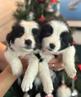 Christmas Ready Border Collie Puppies