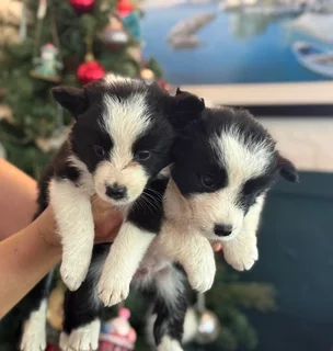 Christmas Ready Border Collie Puppies