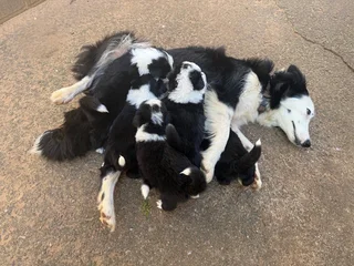 Christmas Ready Border Collie Puppies