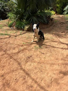 Christmas Ready Border Collie Puppies