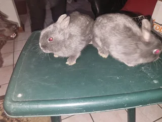 Pure Bred Netherland Dwarf Rabbits