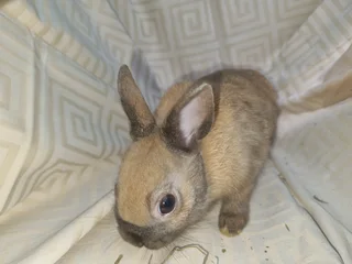 Netherland dwarf rabbits