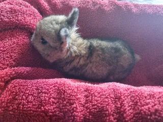 Netherland Dwarf rabbits