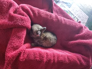 Netherland Dwarf rabbits