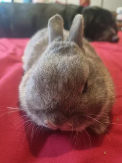 Netherland Dwarf rabbits