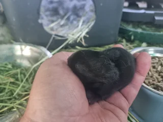 Netherland Dwarf rabbits