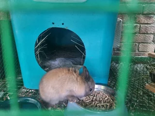 Netherland Dwarf rabbits