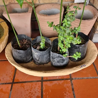 Cement pots
