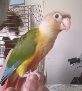 Green Cheek Conures
