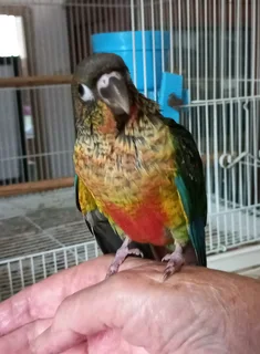 Green Cheek Conures