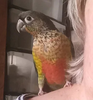 Handreared Green Cheek Conures