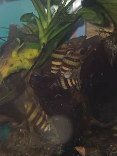 Assassin Snails