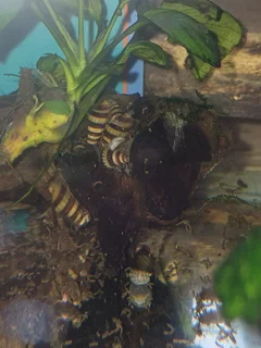 Assassin Snails