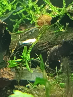 2cm Bristlenose