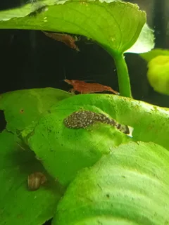 2cm Bristlenose