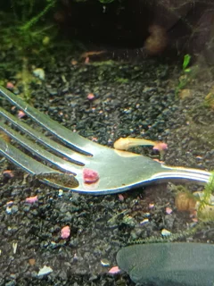 2cm Bristlenose