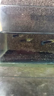 Blue Tuxedo Guppy Trio