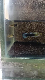 Blue Tuxedo Guppy Trio