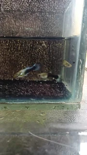 Blue Tuxedo Guppy Trio