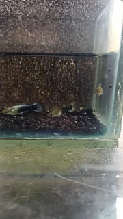Blue Tuxedo Guppy Trio
