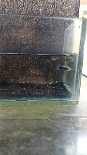 Blue Tuxedo Guppy Trio