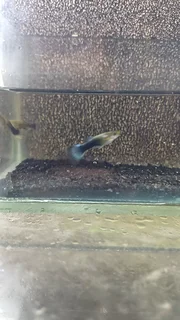 Blue Tuxedo Guppy Trio