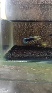 Blue Tuxedo Guppy Trio