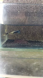 Blue Tuxedo Guppy Trio