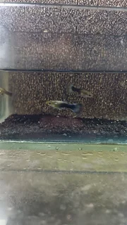 Blue Tuxedo Guppy Trio