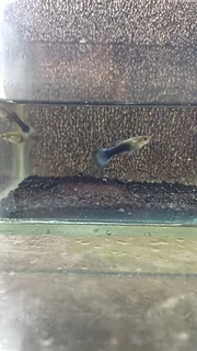 Blue Tuxedo Guppy Trio