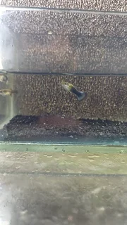 Blue Tuxedo Guppy Trio