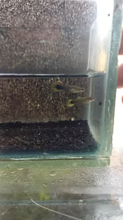 Yellow Tuxedo Guppy Trio