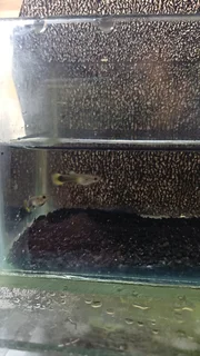 Yellow Tuxedo Guppy Trio