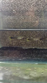 Yellow Tuxedo Guppy Trio