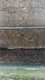 Yellow Tuxedo Guppy Trio