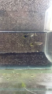 Yellow Tuxedo Guppy Trio