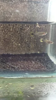 Yellow Tuxedo Guppy Trio